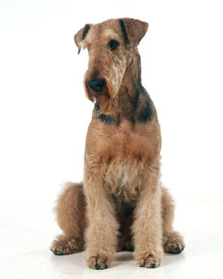 large airedale terrier