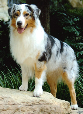 Australian Shepherd Puppies on Australian Shepherd  Australian Shepherd Information  Picture And