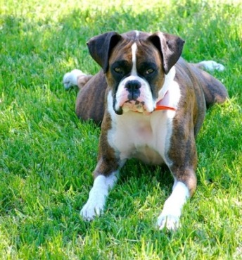 Large Dog Breeds-List of Large dog breeds list. Large Dog Breeds-List of Large