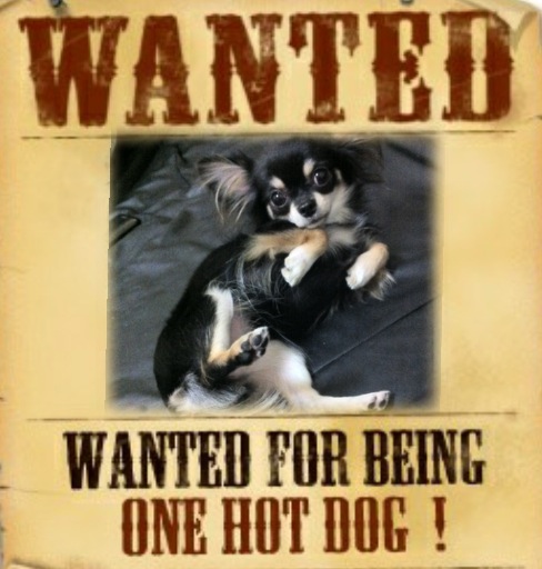 Smallest+dog+breeds+list