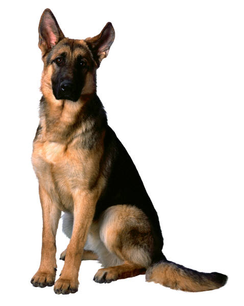 انوع الكلاب german-shepherd-dog.