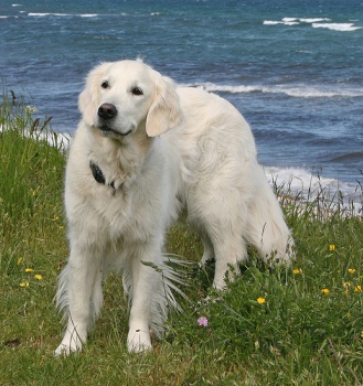 breeds alphabetical breeds alphabetical breeds picture breeds alphabetical breeds alphabetical breeds picture