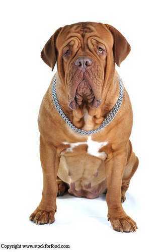 dog breeds list. large dog breeds list. list of