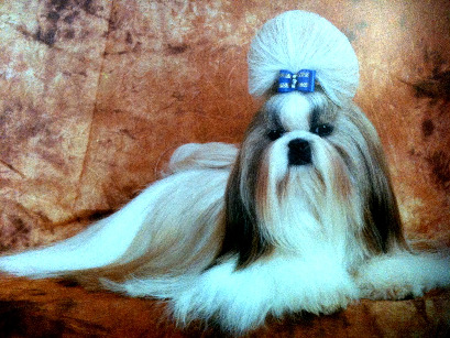 dog breeds list with pictures. Small Dog Breeds - List of