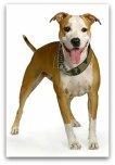 american staffordshire terrier