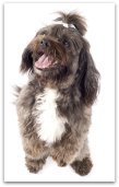 havanese