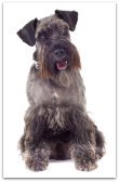 schnauzer