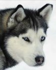 siberian husky