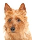 australian terrier