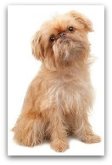 brussels griffon