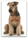 airedale terrier