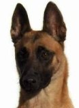 belgian malinois