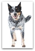 australian cattle dog