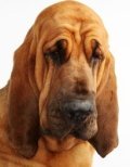 bloodhound