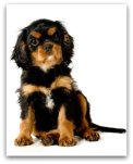 cavalier king charles spaniel