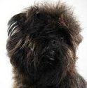 affenpinscher