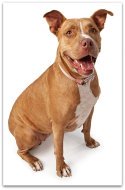 american pitbull terrier