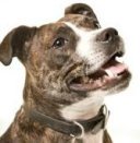 staffordshire bull terrier