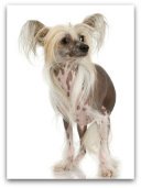 chinese crested