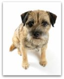 border terrier