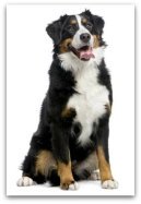 bernese mountain dog