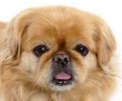 Pekingese