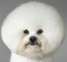 bichon frise