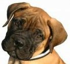 bullmastiff