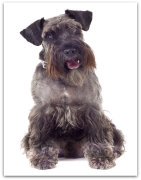 schnauzer