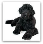 portuguese water dog