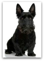 scottish terrier