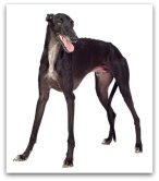 greyhound