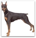 doberman pinscher