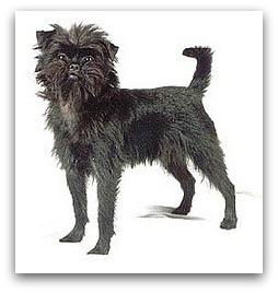 affenpinscher