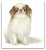 japanese chin