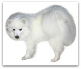 american eskimo