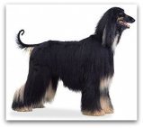 afghan hound