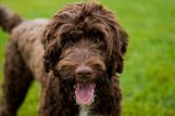 Portuguesewaterdog