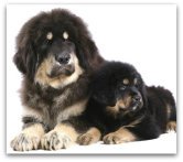 tibetan mastiff