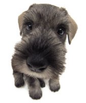 schnauzer