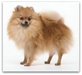 pomeranian