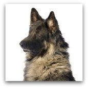 shiloh shepherd