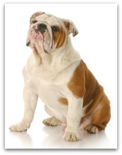 bulldog