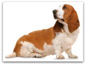 Basset Hound