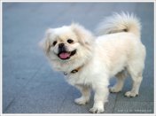 pekingese