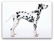 dalmatian