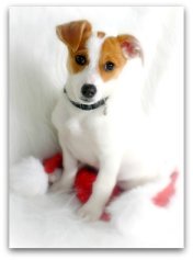 jack russell terrier