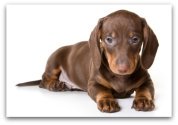 dachshund