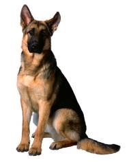 German Shepherd Dog