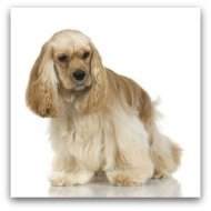 cocker spaniel